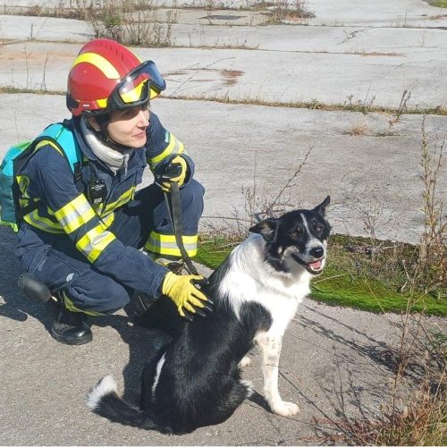Trening potražnih pasa u vatrogastvu, u bivšoj Ciglani u Sladojevcima